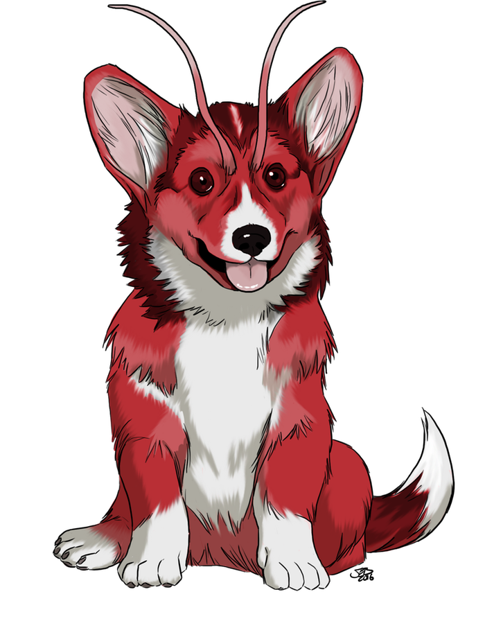 Corgi